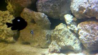 900l marine fish tank