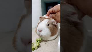 Panchita comiendo #cuyo #guineapig #pets