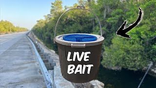 Fishing Roadside Everglades Canals With Shiners!!