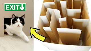 GIANT CAT MAZE!! Where's the exit??