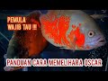 Panduan, Cara Memelihara Ikan Hias Oscar Wajib ditonton Bagi Pemula !!