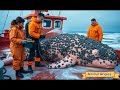 miraculous rescue a large pink whale saved from millions of barnacles animal angels