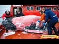 miraculous rescue a large pink whale saved from millions of barnacles animal angels