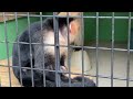 【oouchiyama zoo 大内山動物園】ノドジロオマキザル