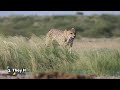 cheetah facts 14 things you should know about cheetahs