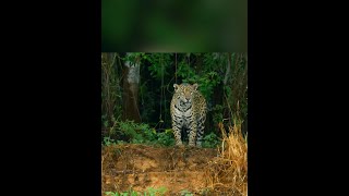 花豹狩獵美食 #神奇動物在抖音 #動物世界