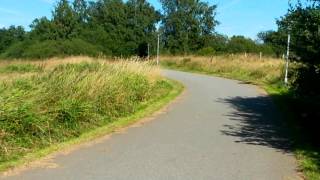 Ermine,Mustela erminea,Stoat,short-tailed weasel,playing or chasing something on a road