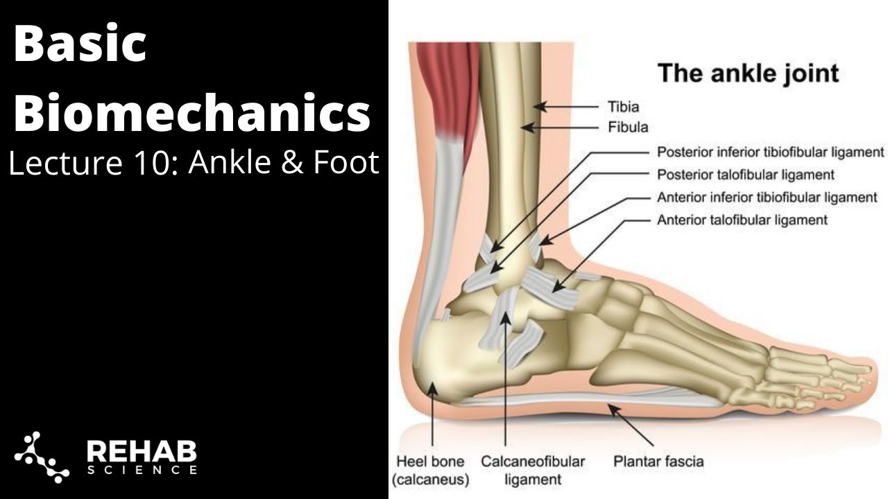 Biomechanics Lecture 10: Ankle & Foot - YouTube