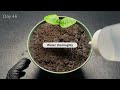 how to grow lemon from store bought lemon meluth