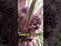 Panen sawit pokok tinggi pakai egrek tajam(@Warno8162 )