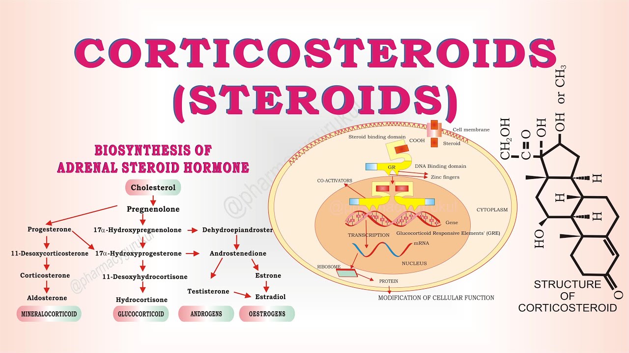 Steroids | Corticosteroids | Classification Of Steroids - YouTube