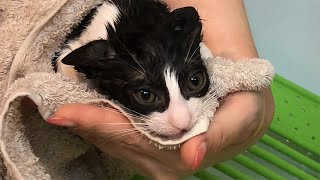 【満身創痍】ハチワレ子猫が初めてシャンプーした結果・・・Cat gets angry while shampooing