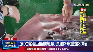 巨無霸魟魚尾巴如掃帚 漁民嘖嘖稱奇