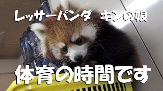 レッサーパンダ　体育の時間です