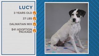 Lucy the Dalmatian is available for adoption in Houston