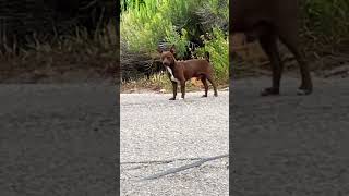 Cute puppy 🐶 Dog 🐕 with his high pitched loud bark.   Such a cute pet dog 🐕