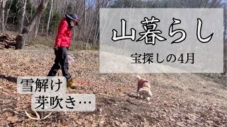 【山暮らし】宝探しの4月【春の味覚】