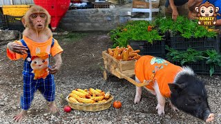 Smart Ủn Ỉn takes YiYi to the market to sell corn and buy food for ducklings