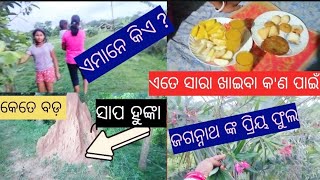 ଏମାନେ କିଏ ? କେତେ ବଡ଼ ସାପ ହୁଙ୍କା // ଏତେ ସାରା ଖାଇବା କ'ଣ ପାଇଁ // ଜଗନ୍ନାଥ ଙ୍କ ପ୍ରିୟ ଫୁଲ 💐💐