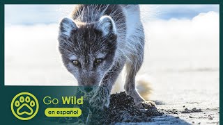 Islandia: La Isla Recién Nacida - Go Wild (en español)