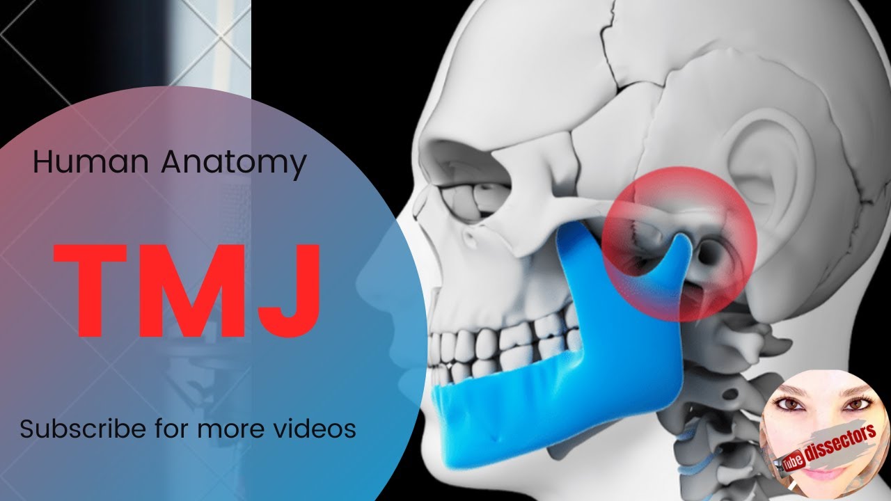 Human Anatomy - Head And Neck Lectures - TMJ - YouTube