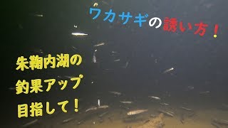 ワカサギの誘い方。魅せます【朱鞠内湖ver.】