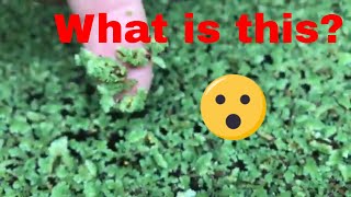 Azolla Best Floating Plant