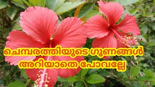 ചെമ്പരത്തിയുടെ ഔഷധ ഗുണങ്ങൾ || Chebarathiyude oushadha gunangal || 🌺🌺🌺🌺