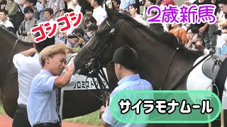 辻野調教師に鼻をゴシゴシしごかれ、もっとやって❗️と催促するサイラモナムール