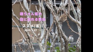 庭に訪れる野鳥　スズメ 2024 1 27