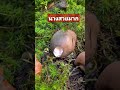 เห็ดหน้าแหล่ประเทศเยอรมัน nature แม่บ้านต่างแดน เปิดค่าการมองเห็น mushrooms เก็บเห็ดป่าเยอรมัน