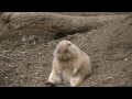 野性味の無いプレーリードッグ fat prairie dog