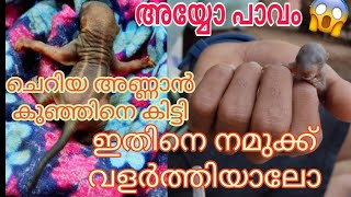 അയ്യോ പാവം!! നമുക്ക് ഒരു ചെറിയ അണ്ണാൻ കുഞ്ഞിനെ കിട്ടി. നമുക്ക് അതിനെ എടുത്ത്  വളർത്തിയാലോ💪#PETCASTLE