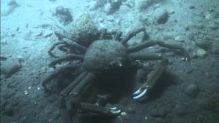 ROV Exploration of Long Island Sound 2013