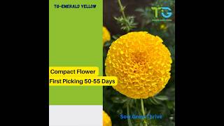 Hybrid Marigold Seeds - TG-Emerald Yellow ! Best Marigold Seeds ! Flower Seeds ! गेंदा फूल !