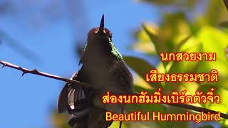 นกฮัมมิ่งเบิร์ด ส่องนกธรรมชาติ นกเปลี่ยนสีสวยงาม ภาพชัด นกปากแหลม Anna's hummingbird is stunning.