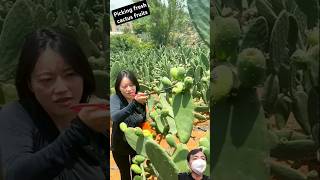 picking fresh cactus fruits