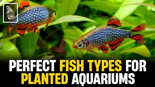 5 STUNNING Fish That Will Make Your Planted Aquarium POP!