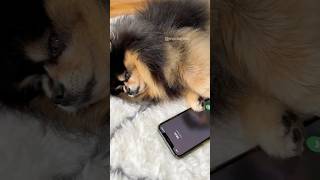 Dog reaction to owner leaving 🥺 #pomeranian #dog