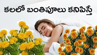 కలలో బంతిపూలు కనిపిస్తే | మేరిగోల్డ్ ఫ్లవర్ ఇన్ డ్రీమ్స్ | కలలు వాటి ఫలితాలు | లక్ష్మీ భక్తి