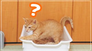 【保護猫】可愛すぎる子猫の不思議な行動…【茶トラ/まるどら】