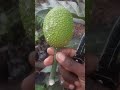 how to grow breadfruit tree in container. breadfruit dwarf care of fruit trees