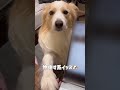 愛犬が何か物申したいそうです...【ボーダーコリー】 shorts