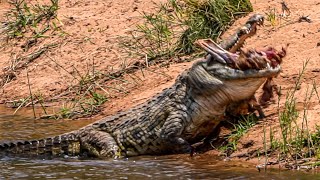 Kruger National Park, Sabie River: MONSTER Nile CROCODILE Impala HUNT, FULL Scene