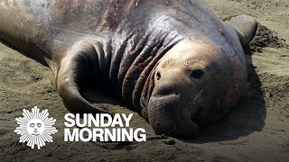 Nature: Elephant seals in California