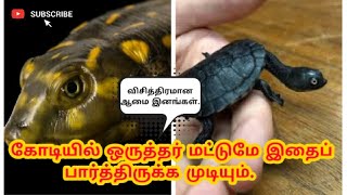 கோடியில் ஒருத்தர் மட்டுமே இதைப் பார்த்திருக்க முடியும்| Strange turtle species | turtles in tamil|