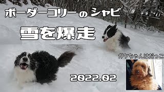 雪の中、ボーダーコリーが爆走します。お庭あそび2022.02～軽井沢で犬と暮らす～