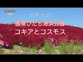 2016.10.20撮影 国営ひたち海浜公園のコキアとコスモス 4k