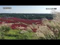 2016.10.20撮影 国営ひたち海浜公園のコキアとコスモス 4k