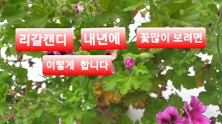 리갈캔디 내년에 꽃많이 보려면 이렇게 합니다